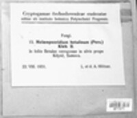 Melampsoridium betulinum image